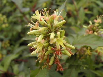 Diervilla sessilifolia Buckl. (southern bush-honeysuckle), shrub, flowers