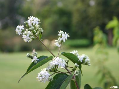 Heptacodium miconioides Rehd. (seven-son flower), inflorescence