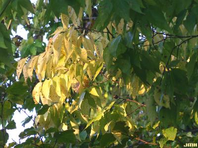 Celtis occidentalis ‘Windy City’ (Windy City hackberry), leaves, fall color