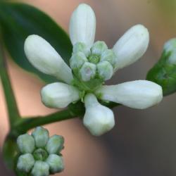 Heptacodium miconioides Rehd. (seven-son flower), close-up of flower