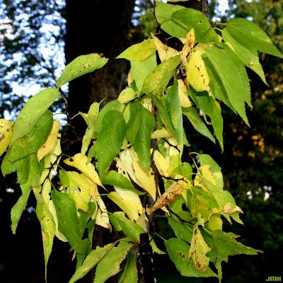 Celtis occidentalis L. (hackberry), leaves