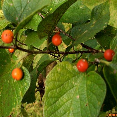 Celtis occidentalis L. (hackberry), fruit