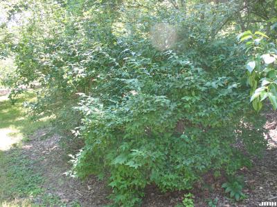 Abelia biflora Turcz. (twinflower abelia), shrub form, growth habit