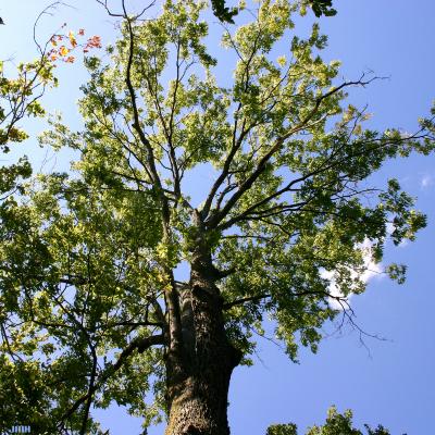 Celtis occidentalis L. (hackberry), tree form 