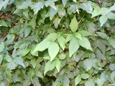 Abelia biflora Turcz. (twinflower abelia), leaves