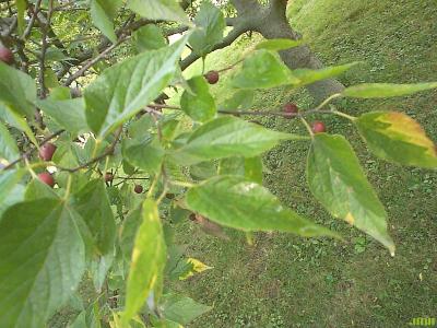 Celtis occidentalis L. (hackberry), leaves and fruit