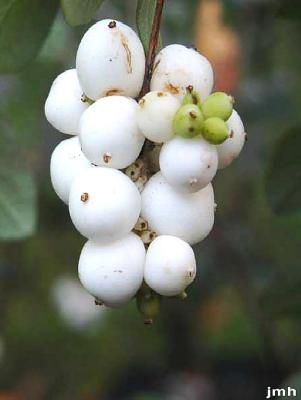Symphoricarpos albus (L.) Blake (snowberry), fruit