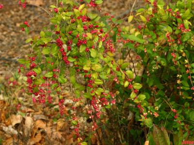 Symphoricarpos albus (L.) Blake (snowberry), habit, shrub form, branches, fruits