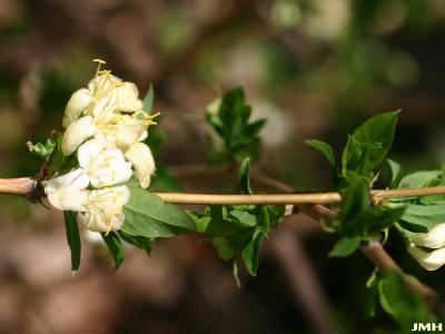 Lonicera fragrantissima Lindl. &amp; Paxt. (winter honeysuckle), flowers along stem