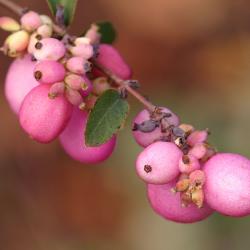 Symphoricarpos x doorenbosii 'Kordes' (Amethyst™ Kordes Doorenbos Snowberry), macro close-up of fruit