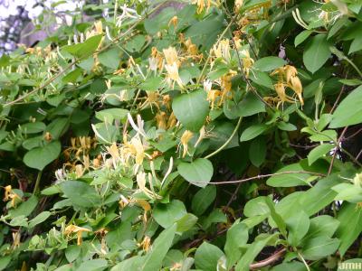 Lonicera x heckrottii Rehd. (goldflame honeysuckle), vine habit, flowers and leaves