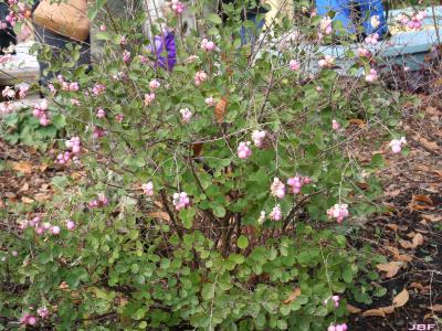 Symphoricarpos x doorenbosii 'Kordes' (Amethyst™ Kordes Doorenbos Snowberry), shrub form, growth habit