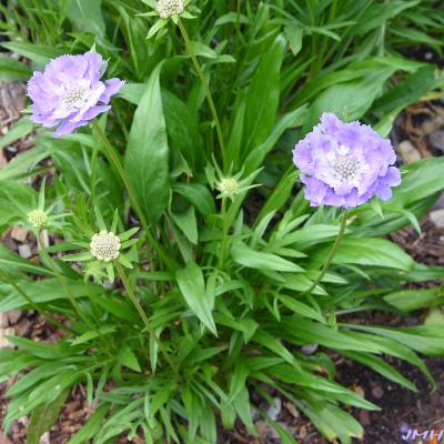 Scabiosa caucasica ‘Fama’ (fama caucasus scabiosa), growth habit, scapes, flowers, and leaves