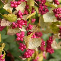 Symphoricarpos orbiculatus Moench (coralberry), close-up of fruit and leaves