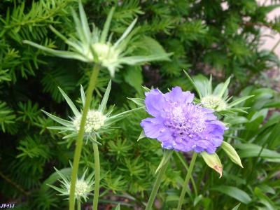 Scabiosa caucasica ‘Fama’ (fama caucasus scabiosa), developing flowers, sepals