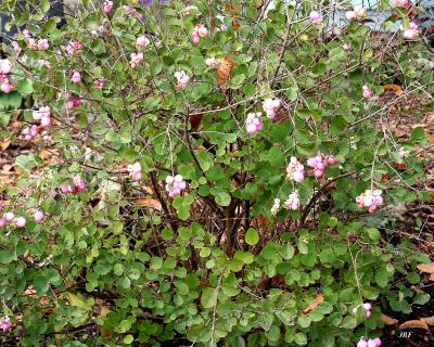 Symphoricarpos x doorenbosii 'Kordes' (Amethyst™ Kordes Doorenbos Snowberry), growth habit, shrub form