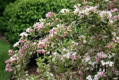 Weigela florida ‘Variegata’ (Variegated old-fashioned weigela), branch with flowers and leaves