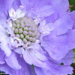 Scabiosa caucasica ‘Fama’ (fama caucasus scabiosa), close-up of flower