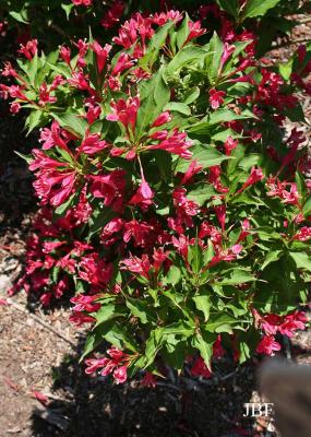 Weigela ‘Red Prince’ (Red Prince weigela), branches with flowers and leaves