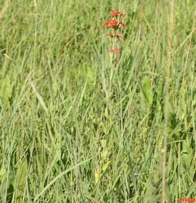 Silene regia Sims (royal catchfly), flowers, growth habit