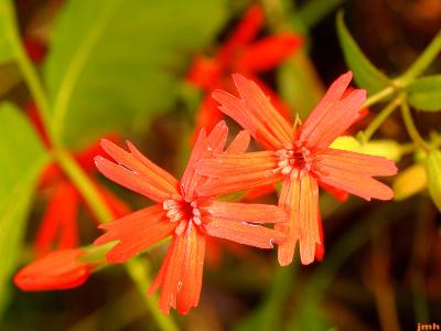 Silene virginica L. (fire pink), close-up of flower