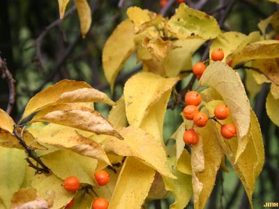 Celastrus scandens L. (American bittersweet), fruit and fall colored leaves