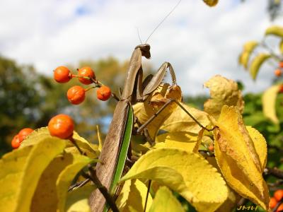 Celastrus scandens L. (American bittersweet), fruit and leaves with a Tenodera sinensis (Chinese praying mantis)