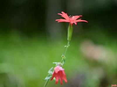 Silene virginica L. (fire pink), flower