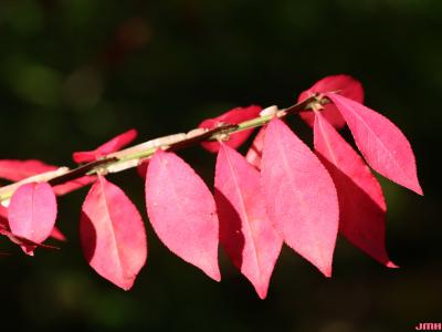 Euonymus alatus (Thunb.) Sieb. (burning bush), winged stem with red leaves, fall color