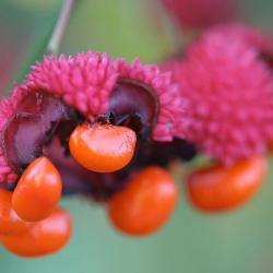 Euonymus americanus L. (strawberry-bush), macro close-up of fruit