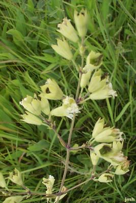 Silene stellata (L.) W.T. Aiton (widowsfrill), flowers
