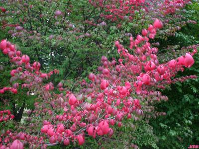 Euonymus alatus ‘Compactus’ (burning bush), branch, fall color