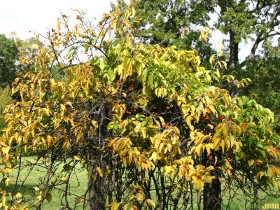 Celastrus scandens L. (American bittersweet), growth habit, vine form, fall color