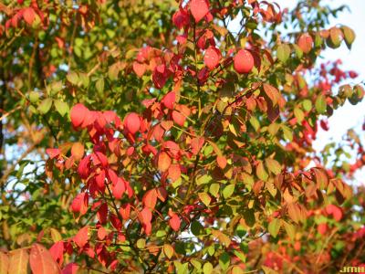 Euonymus alatus ‘Compactus’ (burning bush),  leaves with serrate margins, fall color