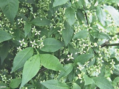 Euonymus europaeus L. (spindle tree), flowers and leaves