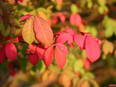 Euonymus alatus ‘Compactus’ (burning bush), leaves, fall color