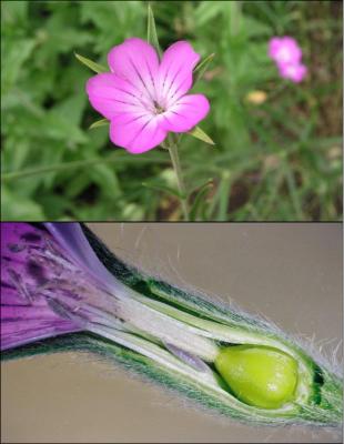 Agrostemma githago L. (common corncockle), close-up of carpellate flower
