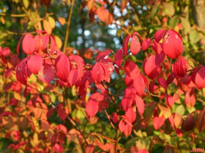 Euonymus alatus ‘Compactus’ (burning bush), leaves, fall color