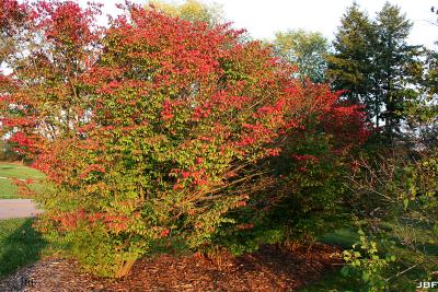 Euonymus alatus ‘Compactus’ (burning bush), growth habit, shrub form, fall color