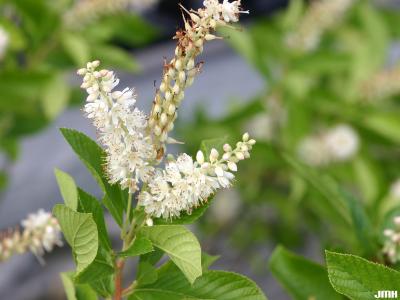 Clethra alnifolia L. (summersweet clethra), close-up of inflorescences and leaves