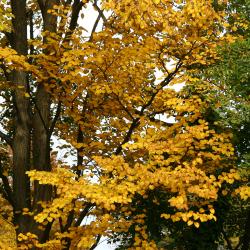 Cercidiphyllum japonicum Sieb. &amp; Zucc. (katsura tree), habit, fall color