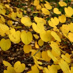 Cercidiphyllum japonicum Sieb. &amp; Zucc. (katsura tree), leaves, fall color