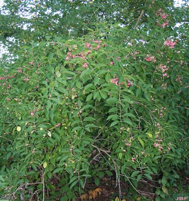 Euonymus phellomanus Loes. (corky euonymus), growth habit, shrub form