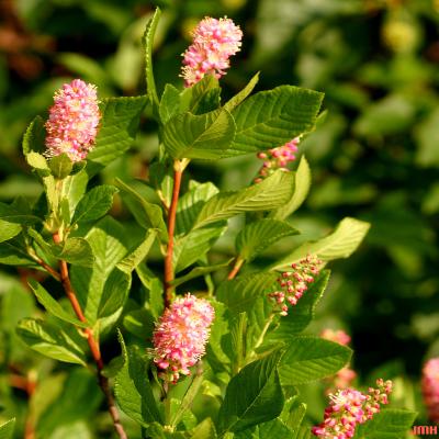 Clethra alnifolia ‘Ruby Spice’ (Ruby Spice summersweet), flowers and foliage