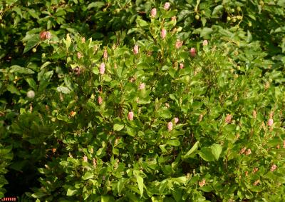 Clethra alnifolia ‘Ruby Spice’ (Ruby Spice summersweet), erect densely leaved shrub