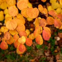 Cercidiphyllum japonicum Sieb. &amp; Zucc. (katsura tree) leaves, fall color