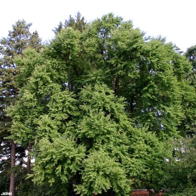 Cercidiphyllum japonicum Sieb. &amp; Zucc. (katsura tree), tree form