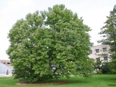 Cercidiphyllum japonicum Sieb. &amp; Zucc. (katsura tree), tree form