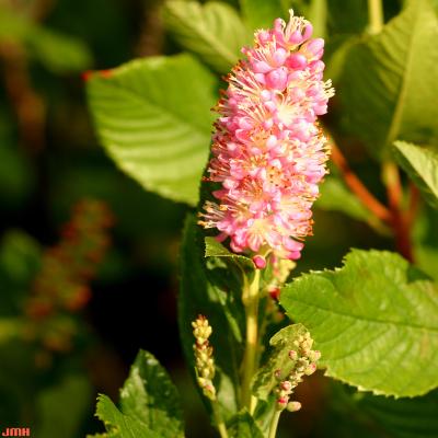 Clethra alnifolia ‘Ruby Spice’ (Ruby Spice summersweet), close-up of flower