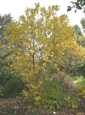 Cercidiphyllum japonicum Sieb. &amp; Zucc. (katsura tree), tree form, fall color